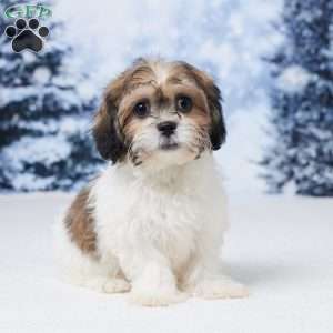 Abby, Teddy Bear Puppy